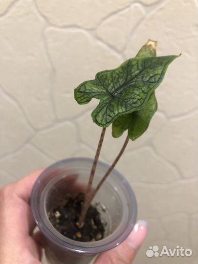 Алоказия жаклин