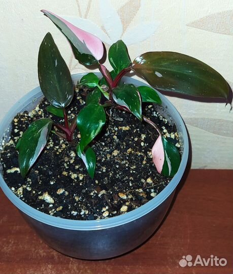 Филодендроны