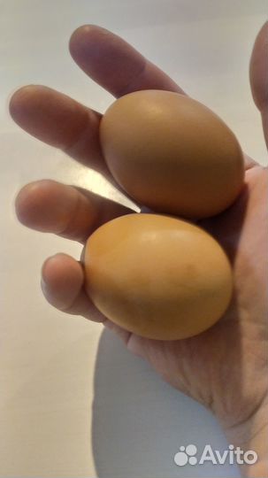 Домашние яйца утки/куры (диетич) и козье молоко