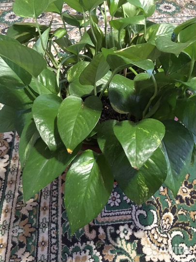 Сциндапсус