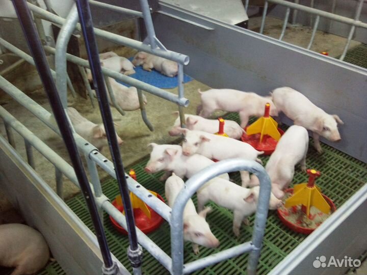 Оператор по уходу за животными (свиньями)