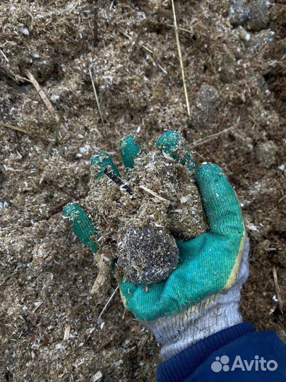 Навоз бесплатно