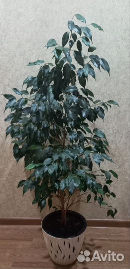 Фикус бенджамина