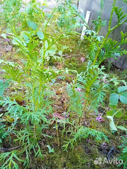 Туя Смарагд