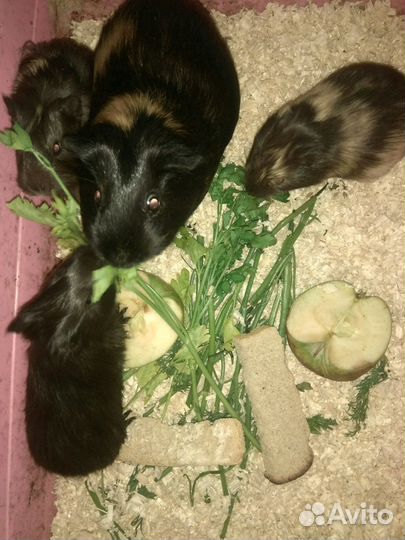 Морские свинки