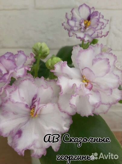 Кампанула махровая, жених и невеста