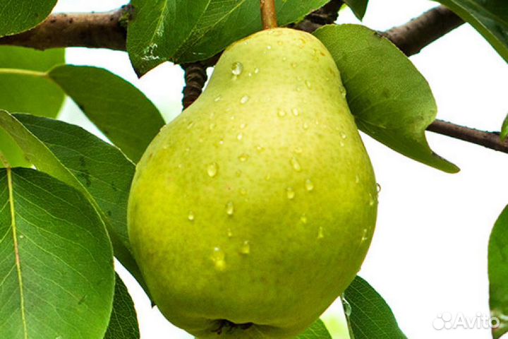 Саженцы груши - 1-2 летние