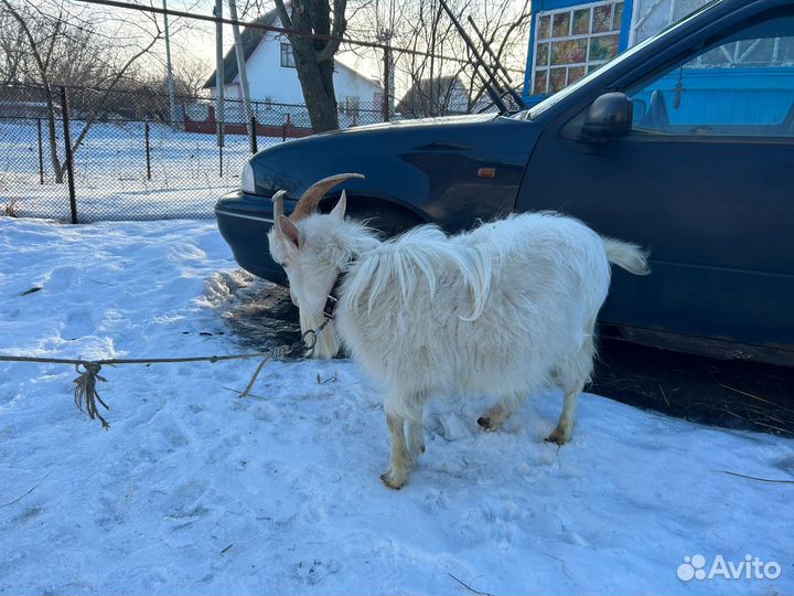 Продам козлов