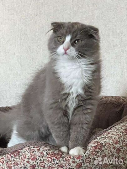 Шотландские вислоухие котята