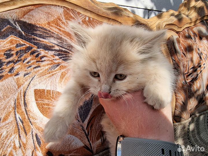 Котята в добрые руки бесплатно