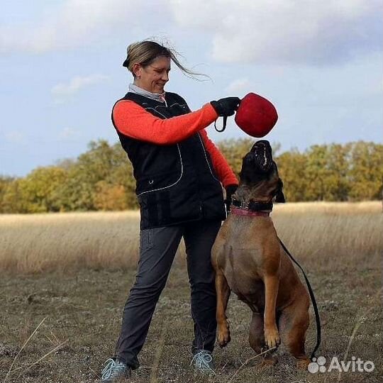 Щенки Бурбуля