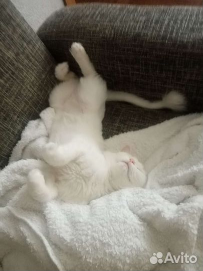 Девочка турецкая ангора