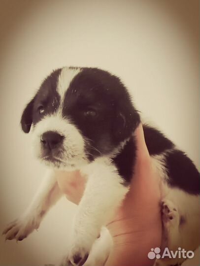 Эстонская гончая щенки