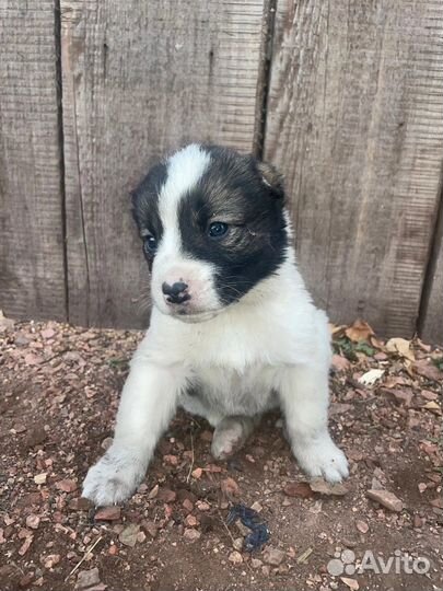 Чистокровные щенки алабая