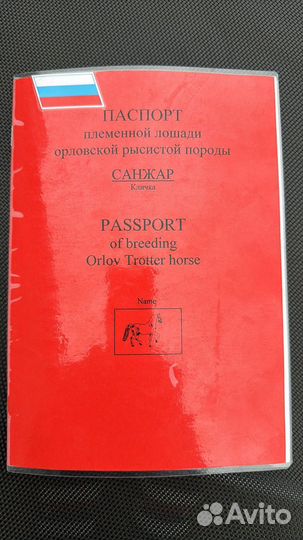 Жеребец орловский рысак