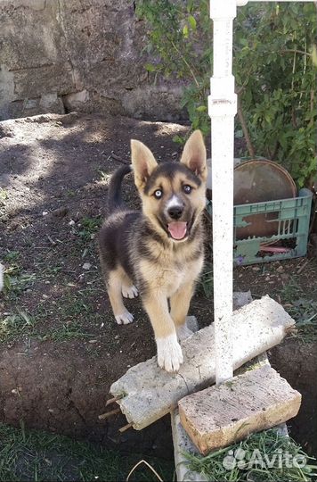 Щенята в добрые руки