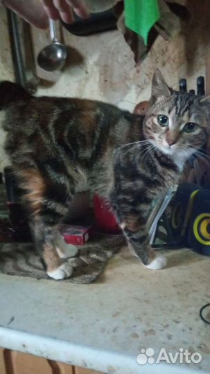 Котята курильский бобтейл