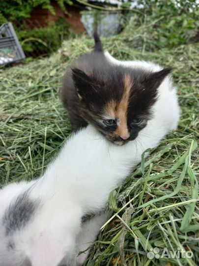 Котята
