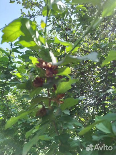 Гибискус сирийский