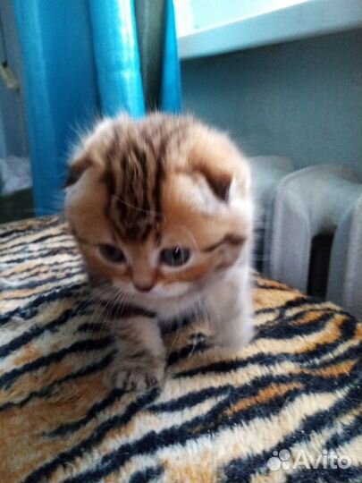 Шотландские котята