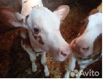 Продажа телят