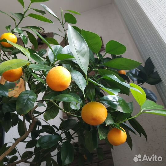 Каламондин цитрус
