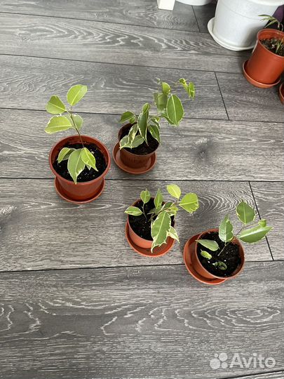 Фикус бенджамина