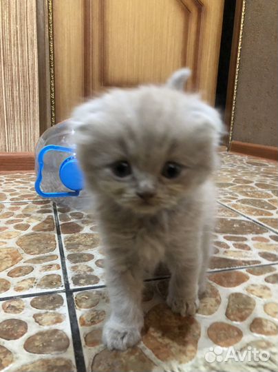 Шотландский вислоухий котенок