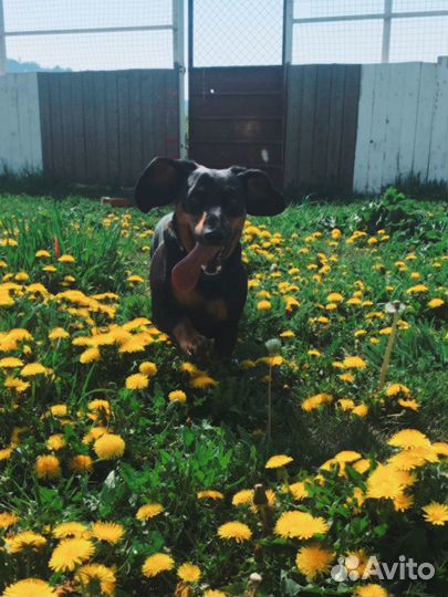 Такса вязка девочка