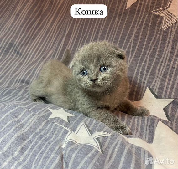 Шотландские котята