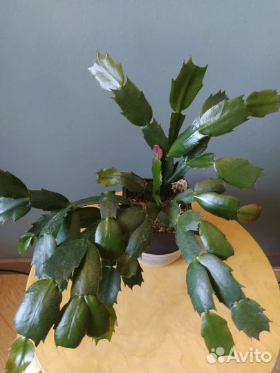 Декабрист (зигокактус Шлюмбергера)