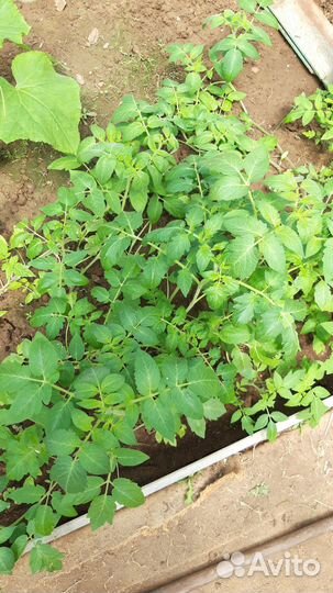 Томаты,ромашки