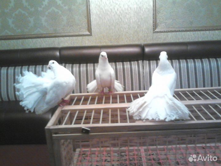 Аренда/ Продажа голубей