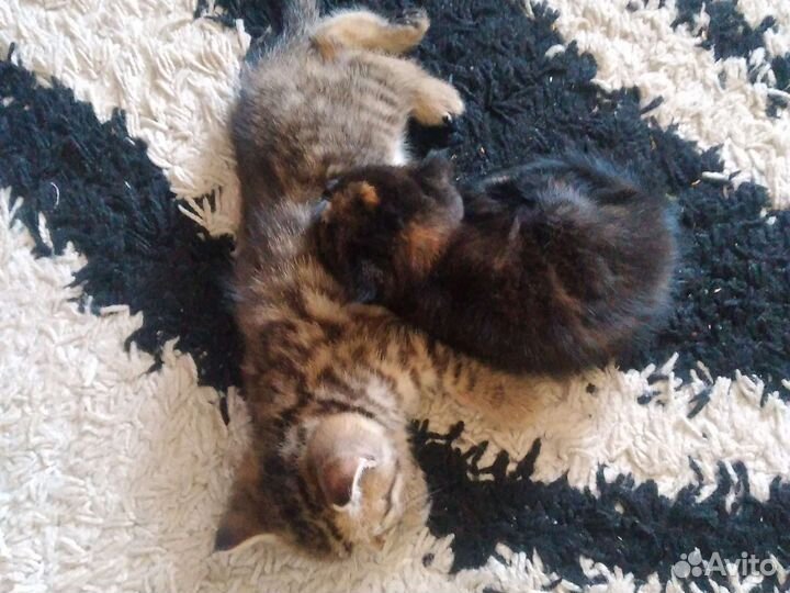 Шотландская вислоухая