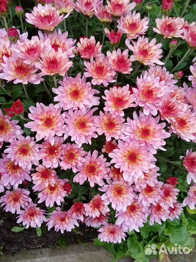 Хризантемы мультифлора