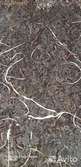 Черви для рыбалки