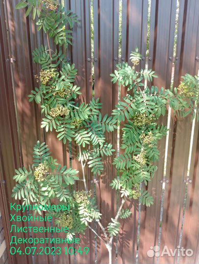 Рябина красная саженцы 150-200см