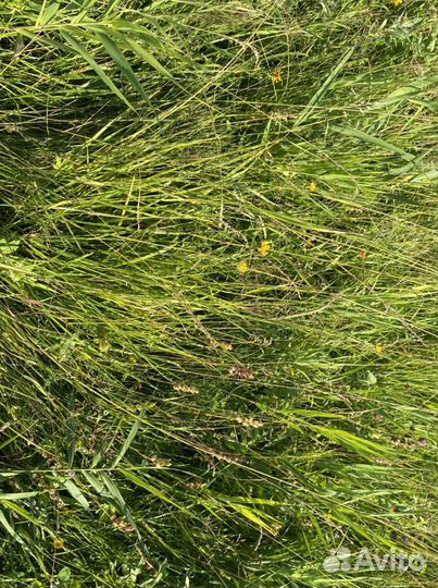 Продам свежее Сено в рулонах 350 кг