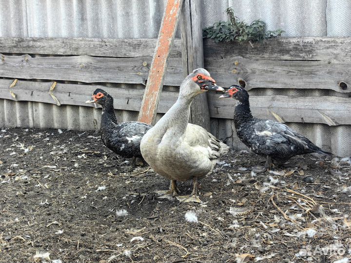 Мускусные утки тяжелые линии