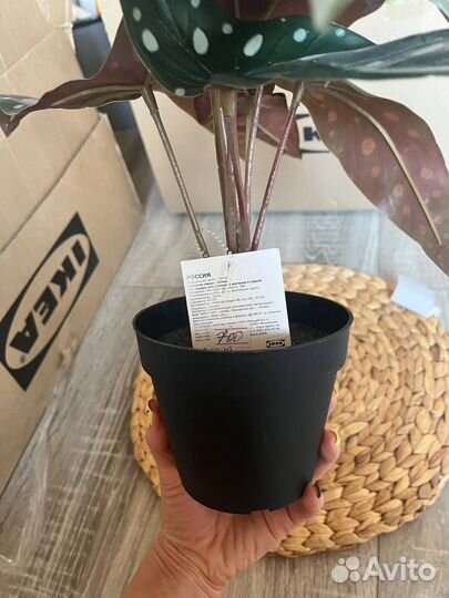 Бегония, искусственный цветок икеа