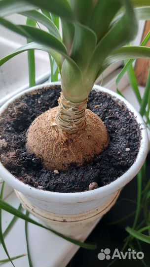 Цветы,Сингониум,Суккуленты,Пеперомия,Бальзамин