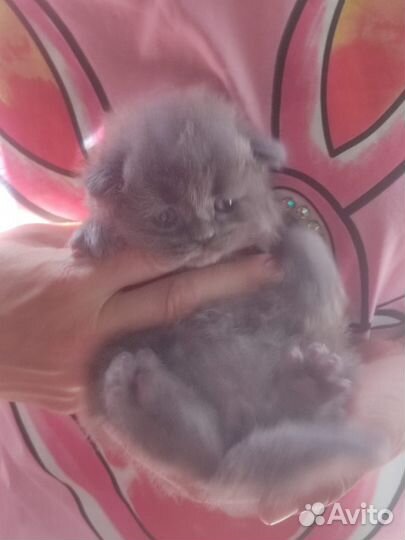 Котятки-медвежатки