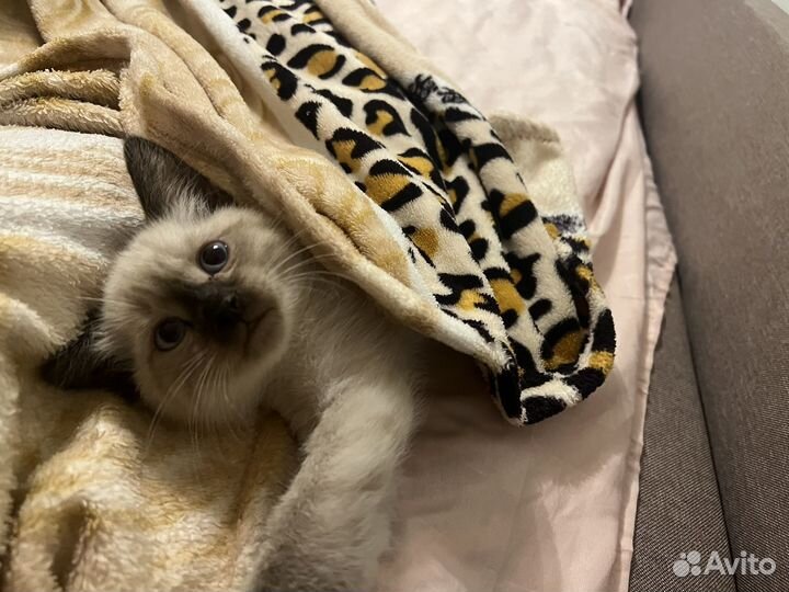 Котенок