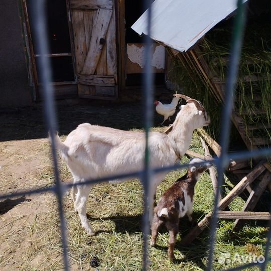 Коза дойная