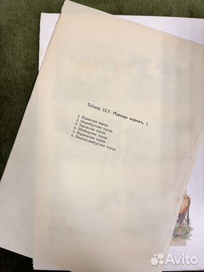 Хромолитографии 1904 год