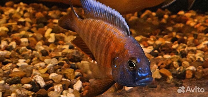 Цыхлиды Аулонокары