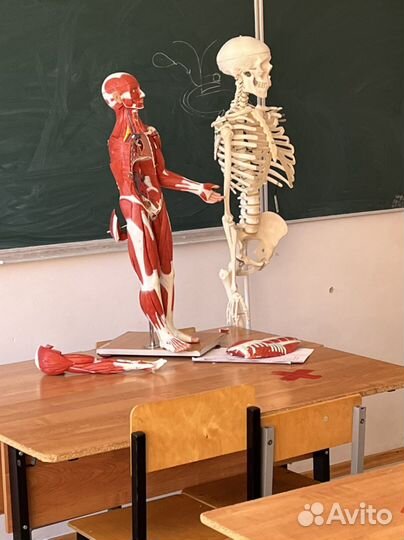 Репетитор по биологии и химии