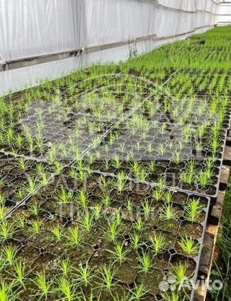 Голубая ель с зкс сеянцы