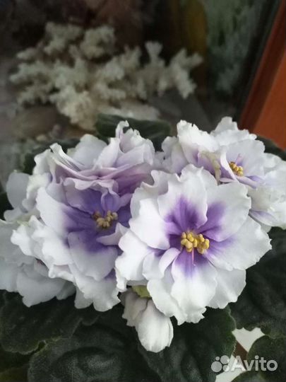 Фиалки сортовые