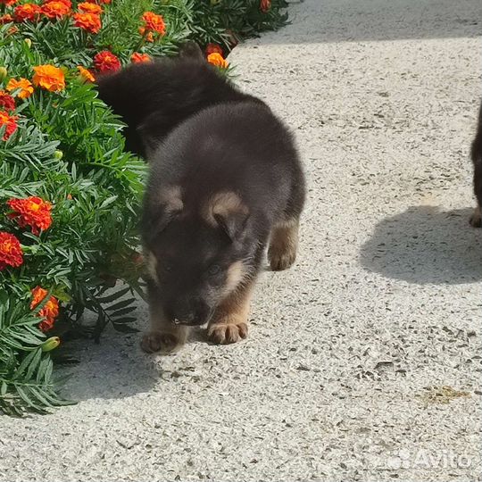 Щенки немецкой овчарки